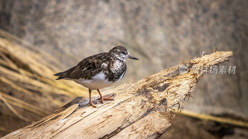 有领turnstone， (Arenaria解释)，红色turnstone在冬天的羽毛。